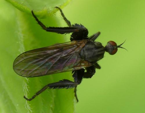 Réf. 283 775 : Empis sp.